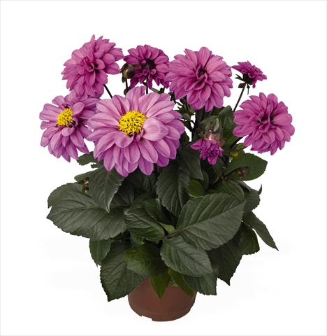 Photo de variété de fleurs à utiliser comme: Pot Dahlia Temptation Lavender