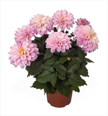 Photo de variété de fleurs à utiliser comme: Pot Dahlia Temptation Pink Bicolor
