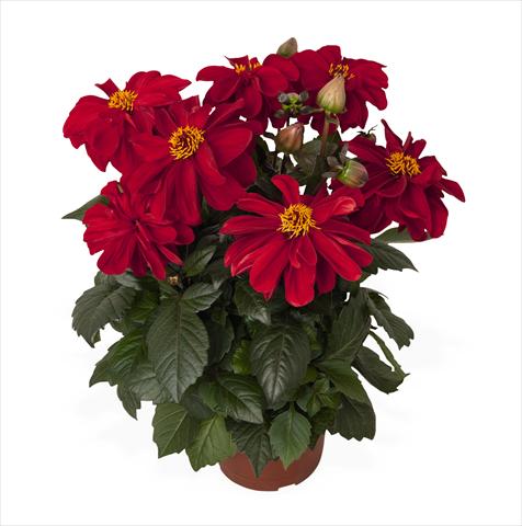 Photo de variété de fleurs à utiliser comme: Pot Dahlia Temptation Red
