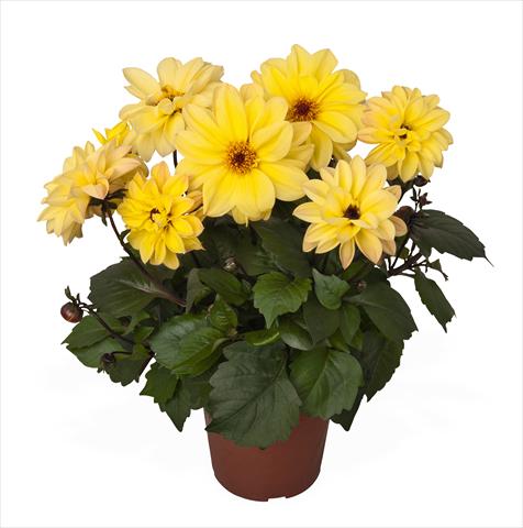 Photo de variété de fleurs à utiliser comme: Pot Dahlia Temptation Yellow