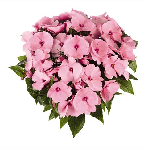 Photo de variété de fleurs à utiliser comme: Plante à massif, pot ou Suspension Impatiens N. Guinea RED FOX Tamarinda True Pink