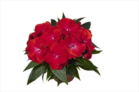Photo de variété de fleurs à utiliser comme: Plante à massif, pot ou Suspension Impatiens N. Guinea RED FOX Magnum Red Flame