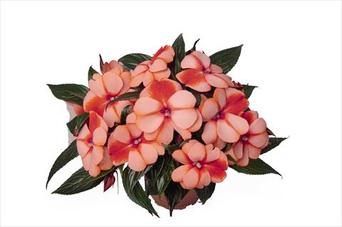 Photo de variété de fleurs à utiliser comme: Plante à massif, pot ou Suspension Impatiens N. Guinea RED FOX Petticoat Mandarin Star