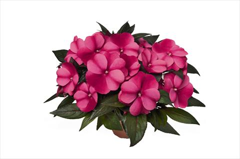 Photo de variété de fleurs à utiliser comme: Plante à massif, pot ou Suspension Impatiens N. Guinea RED FOX Petticoat Purple Star