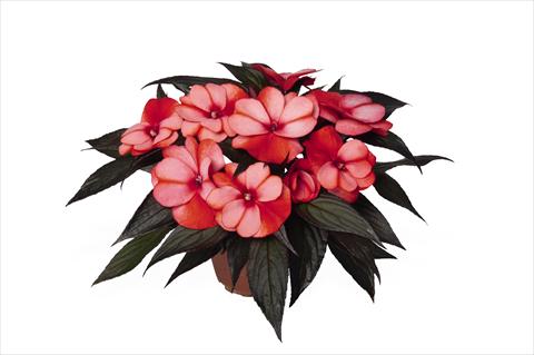 Photo de variété de fleurs à utiliser comme: Plante à massif, pot ou Suspension Impatiens N. Guinea RED FOX Petticoat Red Star 2015