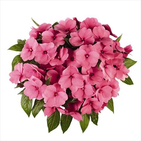 Photo de variété de fleurs à utiliser comme: Plante à massif, pot ou Suspension Impatiens N. Guinea RED FOX Tamarinda Pink