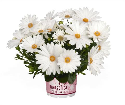 Photo de variété de fleurs à utiliser comme: Pot Osteospermum Margarita Creme