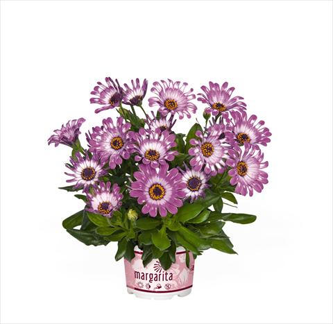 Photo de variété de fleurs à utiliser comme: Pot Osteospermum Margarita Purple Spoon