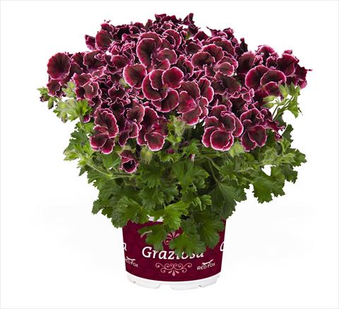 Photo de variété de fleurs à utiliser comme: Pot Pelargonium interspec. RED FOX Graziosa Merlot Picotee