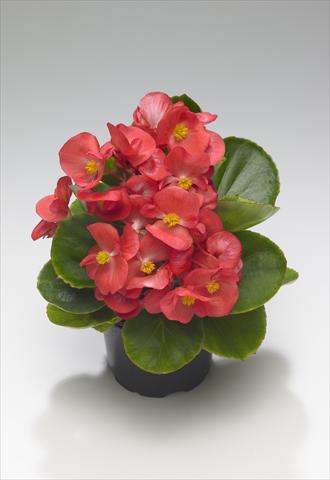 Photo de variété de fleurs à utiliser comme: Plante à massif/ plante de bordure Begonia semperflorens Monza Coral