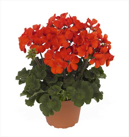 Photo de variété de fleurs à utiliser comme: Pot Pelargonium interspec. RED FOX Sarita Fire