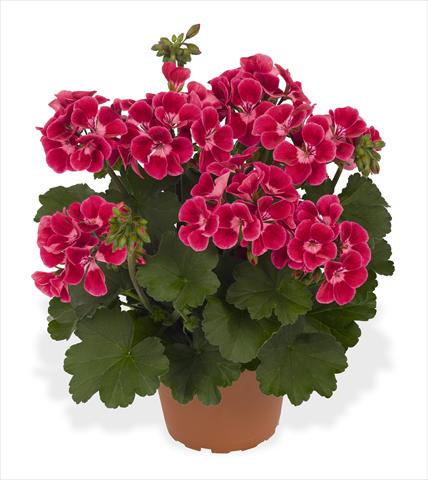 Photo de variété de fleurs à utiliser comme: Pot Pelargonium interspec. RED FOX Sarita Neon Sizzle