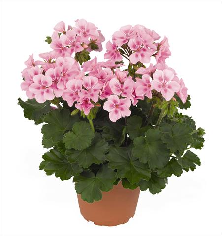 Photo de variété de fleurs à utiliser comme: Pot Pelargonium interspec. RED FOX Sarita Soft Pink Splash