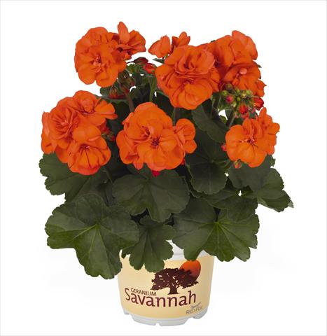 Photo de variété de fleurs à utiliser comme: Pot Pelargonium zonale RED FOX Savannah Oh so Orange