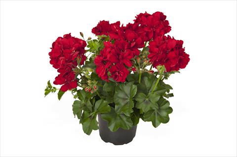 Photo de variété de fleurs à utiliser comme: Pot Pelargonium peltatum RED FOX Great Ball of Fire Red Velvet