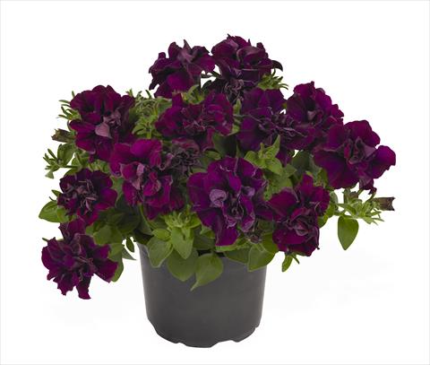 Photo de variété de fleurs à utiliser comme: Suspension / pot Petunia x hybrida RED FOX Origami Burgundy