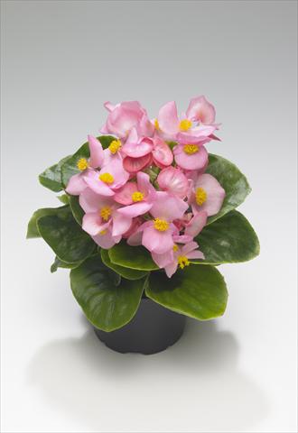 Photo de variété de fleurs à utiliser comme: Plante à massif/ plante de bordure Begonia semperflorens Monza Pink