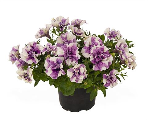 Photo de variété de fleurs à utiliser comme: Suspension / pot Petunia x hybrida RED FOX Origami Lavender Touch