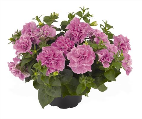 Photo de variété de fleurs à utiliser comme: Suspension / pot Petunia x hybrida RED FOX Origami Pink