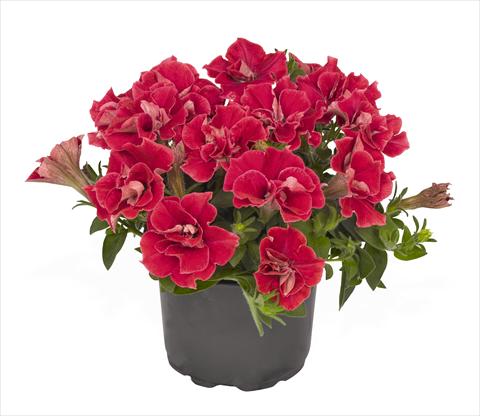 Photo de variété de fleurs à utiliser comme: Suspension / pot Petunia x hybrida RED FOX Origami Watermelon