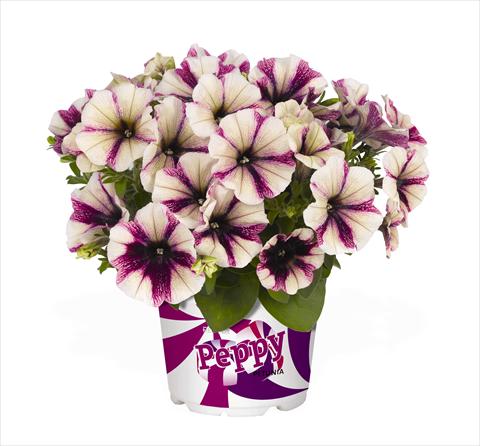 Photo de variété de fleurs à utiliser comme: Suspension / pot Petunia x hybrida RED FOX Peppy Plum