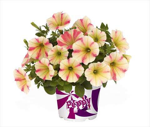 Photo de variété de fleurs à utiliser comme: Suspension / pot Petunia x hybrida RED FOX Peppy Sunset