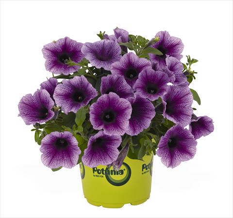 Photo de variété de fleurs à utiliser comme: Suspension / pot Petunia x hybrida RED FOX Potunia Plus Denim