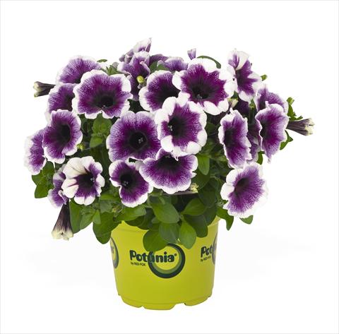 Photo de variété de fleurs à utiliser comme: Suspension / pot Petunia x hybrida RED FOX Potunia Purple Halo