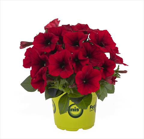 Photo de variété de fleurs à utiliser comme: Suspension / pot Petunia x hybrida RED FOX Potunia Red 2015