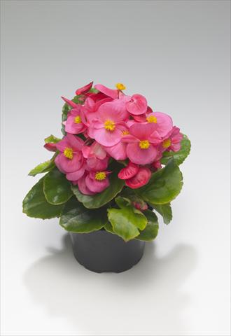 Photo de variété de fleurs à utiliser comme: Plante à massif/ plante de bordure Begonia semperflorens Monza Rose