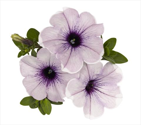 Photo de variété de fleurs à utiliser comme: Suspension / pot Petunia x hybrida RED FOX Surprise Lavender Halo