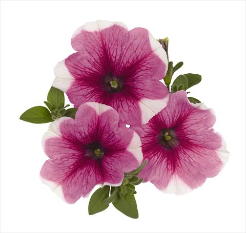 Photo de variété de fleurs à utiliser comme: Suspension / pot Petunia x hybrida RED FOX Surprise Pink Touch
