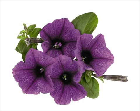 Photo de variété de fleurs à utiliser comme: Suspension / pot Petunia x hybrida RED FOX Surprise Purple Sky