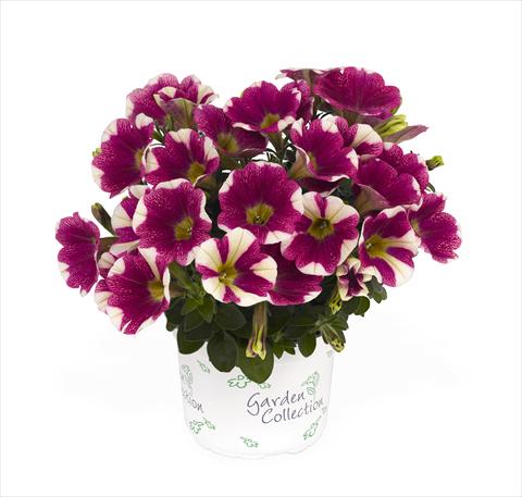 Photo de variété de fleurs à utiliser comme: Suspension / pot Petunia x hybrida RED FOX Sweetunia Hot Pink Touch