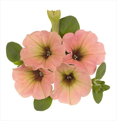 Photo de variété de fleurs à utiliser comme: Suspension / pot Petunia x hybrida RED FOX Sweetunia Peach