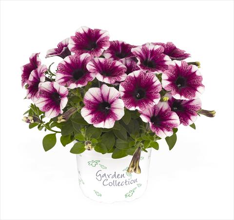 Photo de variété de fleurs à utiliser comme: Suspension / pot Petunia x hybrida RED FOX Sweetunia Purple Touch
