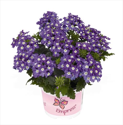 Photo de variété de fleurs à utiliser comme: Pot Verbena hybrida RED FOX Empress Flair Purple Charme