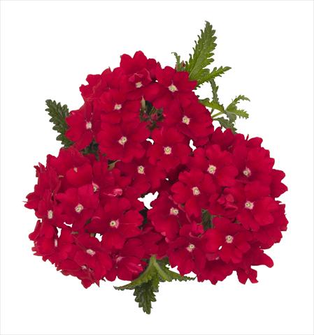 Photo de variété de fleurs à utiliser comme: Pot Verbena hybrida RED FOX Empress Red