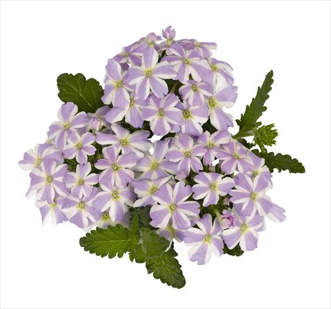 Photo de variété de fleurs à utiliser comme: Pot Verbena hybrida RED FOX Voodoo Lavender Star