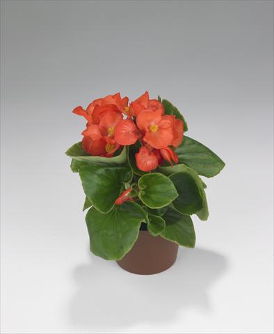 Photo de variété de fleurs à utiliser comme: Plante à massif/ plante de bordure Begonia semperflorens Monza Salmon Orange
