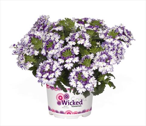 Photo de variété de fleurs à utiliser comme: Pot Verbena hybrida RED FOX Wicked Cool Blue