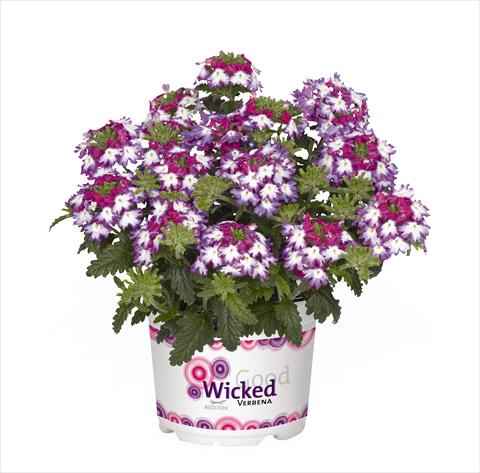 Photo de variété de fleurs à utiliser comme: Pot Verbena hybrida RED FOX Wicked Mad Magenta