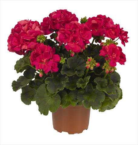 Photo de variété de fleurs à utiliser comme: Pot Pelargonium zonale RED FOX  Big Ezee Neon