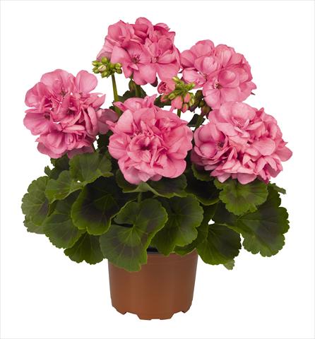 Photo de variété de fleurs à utiliser comme: Pot Pelargonium zonale RED FOX Big Ezee Pink