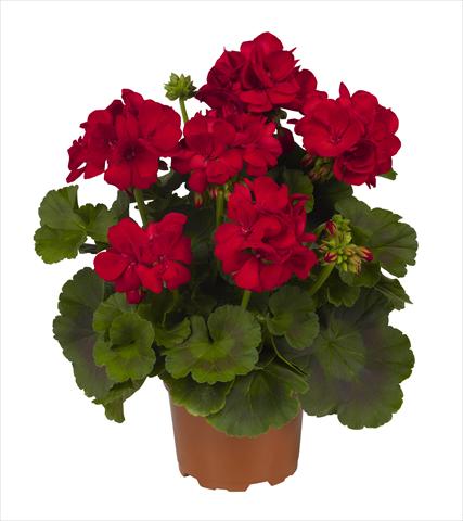 Photo de variété de fleurs à utiliser comme: Pot Pelargonium zonale RED FOX Big Ezee Red