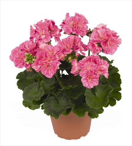 Photo de variété de fleurs à utiliser comme: Pot Pelargonium zonale RED FOX Survivor Pink Batik
