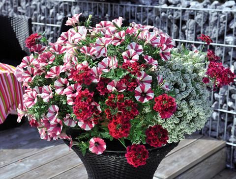 Photo de variété de fleurs à utiliser comme: Suspension / pot 3 Combo Confetti Garden Glossy Cherry