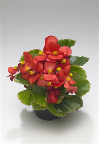 Photo de variété de fleurs à utiliser comme: Plante à massif/ plante de bordure Begonia semperflorens Monza Scarlet