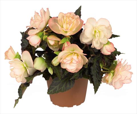 Photo de variété de fleurs à utiliser comme: Suspension / pot Begonia Unbelievable Miss Montreal