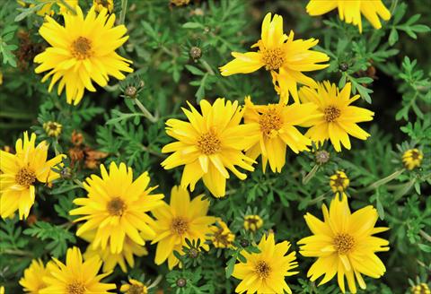 Photo de variété de fleurs à utiliser comme: Pot et Plante à massif Bidens ferulifolia Rapid Double Yellow